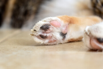 Calico cat or Tortoiseshell cat toe beans  or paw on the floor. 