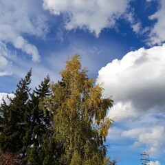 autumn trees in the forest