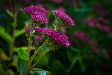 pink flower in the garden
