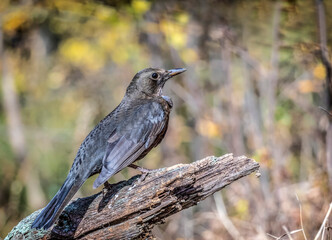 blackbird on a branch