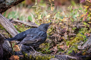 blackbird on the ground