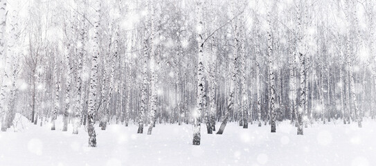 Winter birch grove. Snow is falling in the forest. Snow covered trees. Frosty, cold weather....