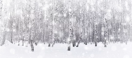 Crédence de cuisine en verre imprimé Bouleau Bouleau d& 39 hiver. La neige tombe dans la forêt. Arbres couverts de neige. Temps glacial et froid. Image panoramique.