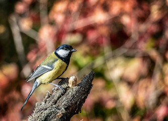 Tit on a branch