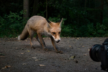 fox and camera
