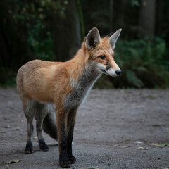 Fototapeta premium gracile fox