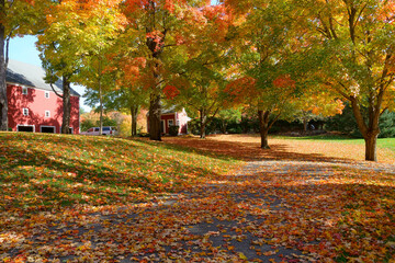 colorful trees and fallen leaves in the residential area in autumn