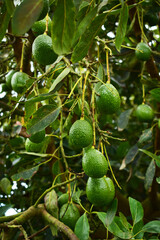 avocados on a tree
