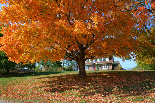 red autumn trees in front yard in residential area