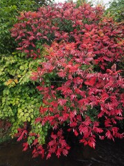 Fototapeta na wymiar Jahreszeit - farbenfrohe Sträucher im Herbstkleid 
