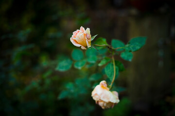 pink rose flower in the garden