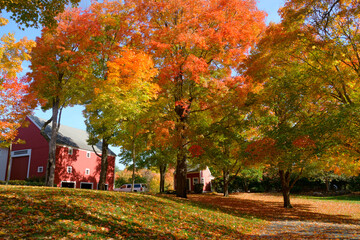 colorful trees and fallen leaves in the residential area in autumn