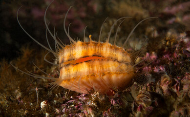 Chlamys hastata, Spiny Scallop