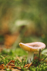 Russula Mushroom Growing Among Fallen Leaves In Autumn Forest