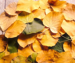 autumn leaves background