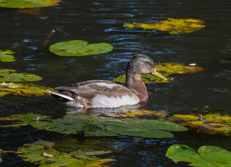 Juvenile male mallard with new feathers in a pond on the island Drottningholm  in Stockholm