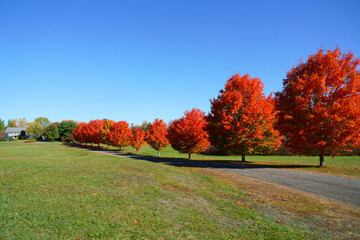 red maple trees in a row along the driveway
