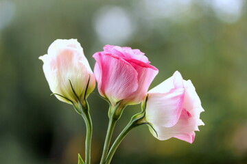 pink roses in garden