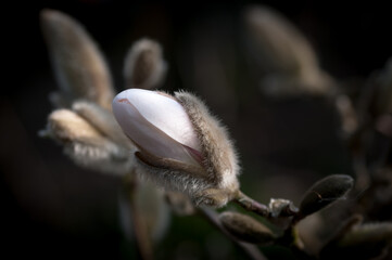 magnolia