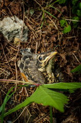 Fledgling American Robin