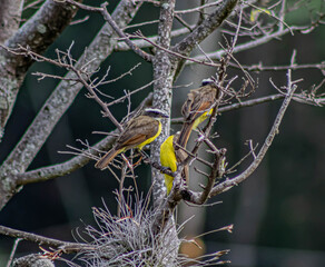 yellow wagtail on a branch
