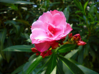 キョウチクトウ