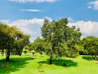 landscape with trees and sky