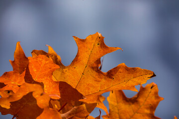 Fototapeta premium Canadian forest multicolour autumn leaves