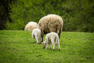 Obraz na płótnie Canvas Sheep Farm Springtime