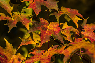 Fototapeta na wymiar Canadian forest multicolour autumn leaves