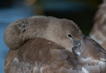 Juvenile mute swan resting its head and throat at a pond on the island Drottningholm in Stockholm