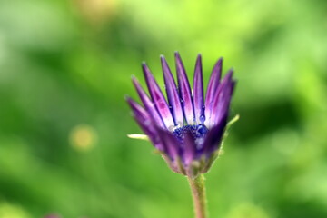 Aufgehende Blüte einer violetten Gazanie