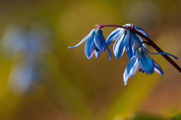 scilla sibirica