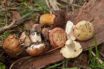 Various wild mushrooms lie on a piece of bark in the forest.