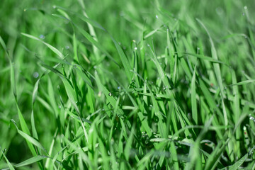 Fototapeta na wymiar bright green fresh grass with dew drops, background for text