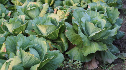 Landscape view of a freshly growing cabbage field in india.