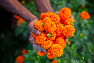 Two handfuls of orange marigold flowers displaying. A flower farmer collecting marigold flowers.