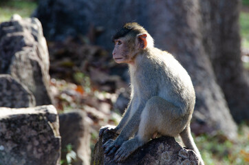 A rhesus macaque monkey in Cambodia
