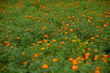 Beautiful blooming orange marigold flowers in the garden. Orange Green flowers background.