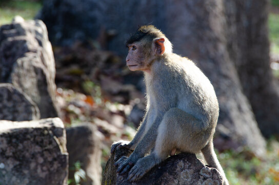 A Rhesus Macaque Monkey In Cambodia
