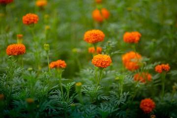 Beautiful blooming orange marigold flowers in the garden. Orange Green flowers background.