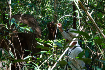 Tourist feeds elephant at a no-riding sanctuary in Mondulkiri Cambodia