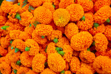 Marigold flowers close-up views. Colorful light orange flowers background.