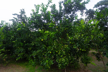 Fototapeta na wymiar Green unripe citrus fruit(Malta) hanging on a tree. Citrus fruits plantation.