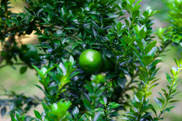 Green unripe citrus fruit(Malta) hanging on a tree. Citrus fruits plantation.