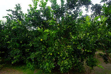 Green unripe citrus fruit(Malta) hanging on a tree. Citrus fruits plantation.