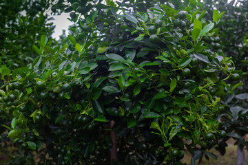 Lots of unripe Citrus japonica (Kumquat) fruit on green leaf background in garden.