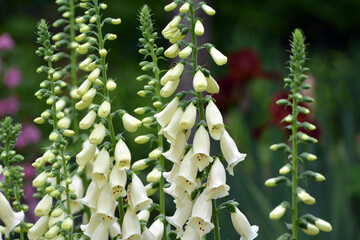 Digitalis (Foxglove) blooms in the summer garden