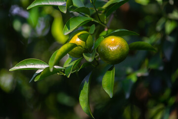 Half ripe citrus fruit (Tangerine) hanging on the tree.
