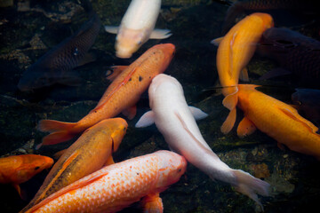 Colorful koi fish or carps swimming in a lake in a japanese park